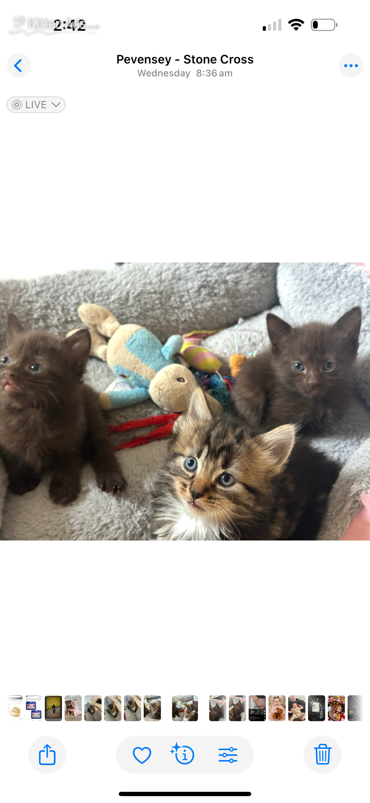 Rare stunning chocolate kittens  in {LOCATION}