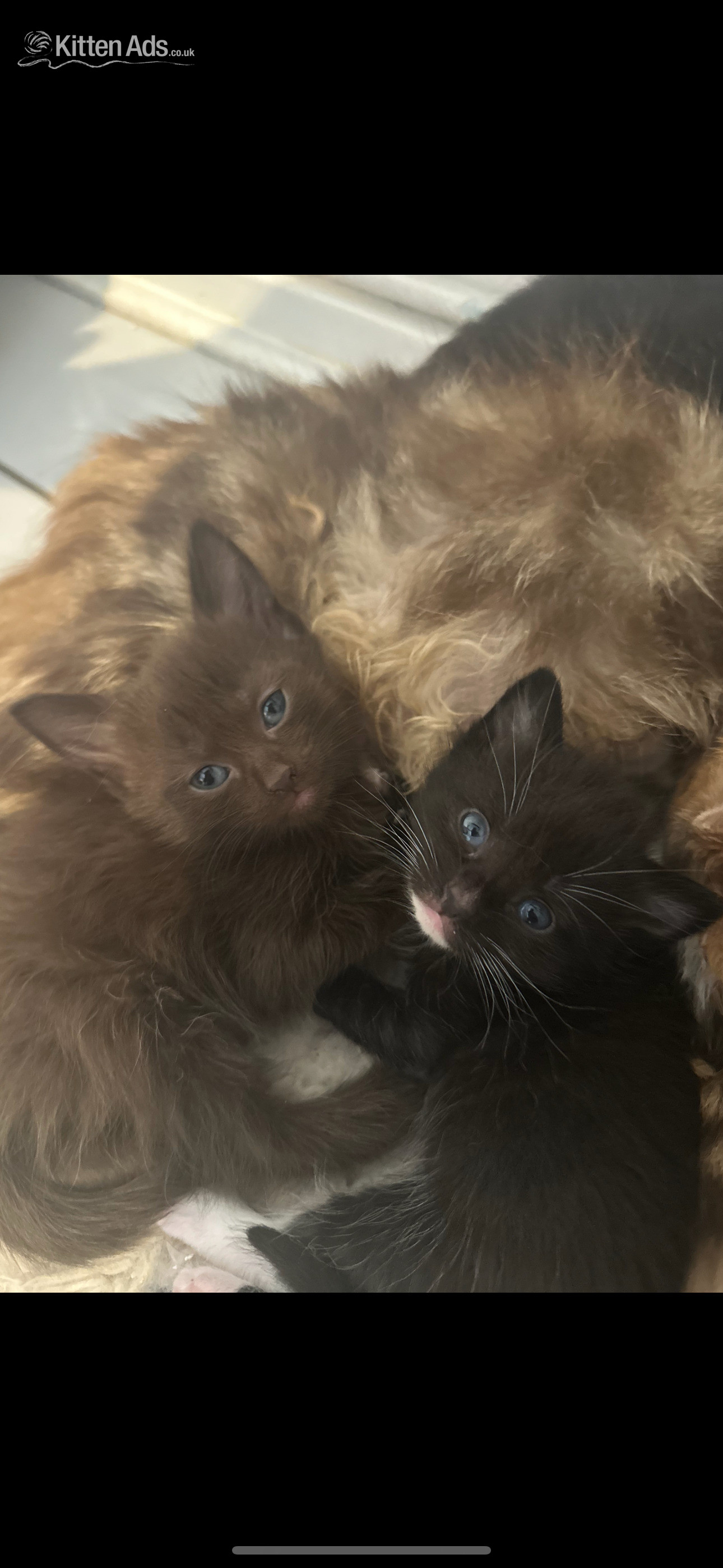 Maine Coon