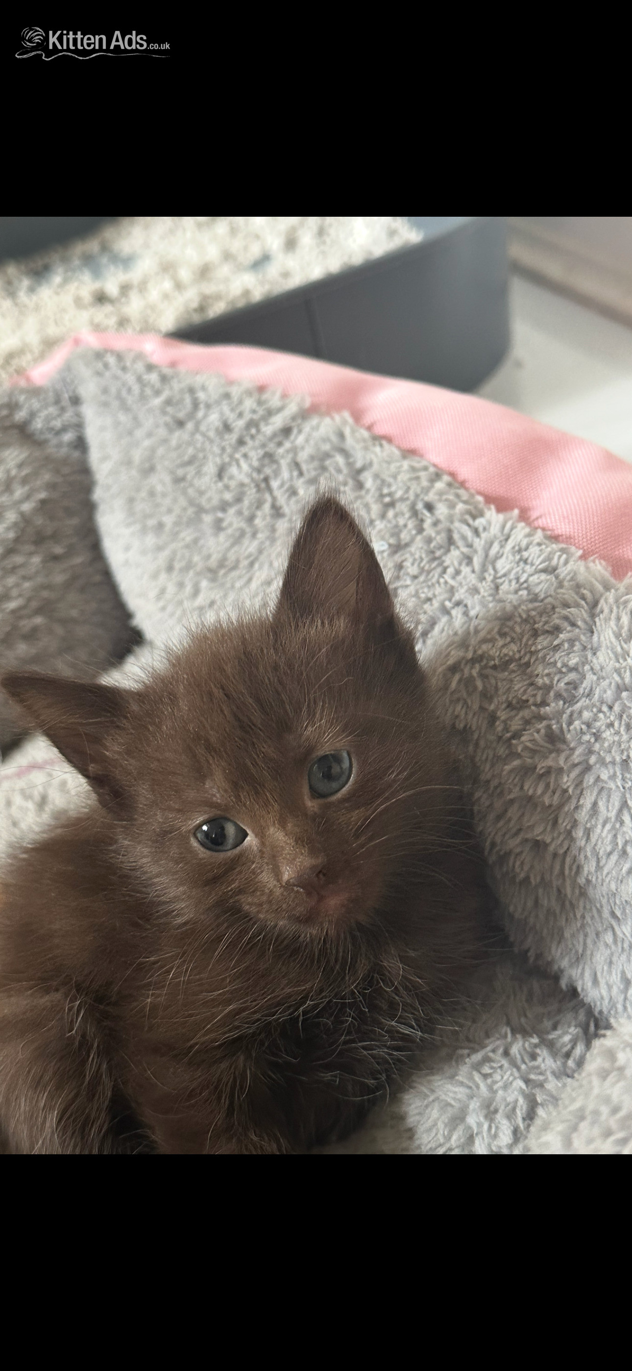 Maine Coon Cats and Kittens