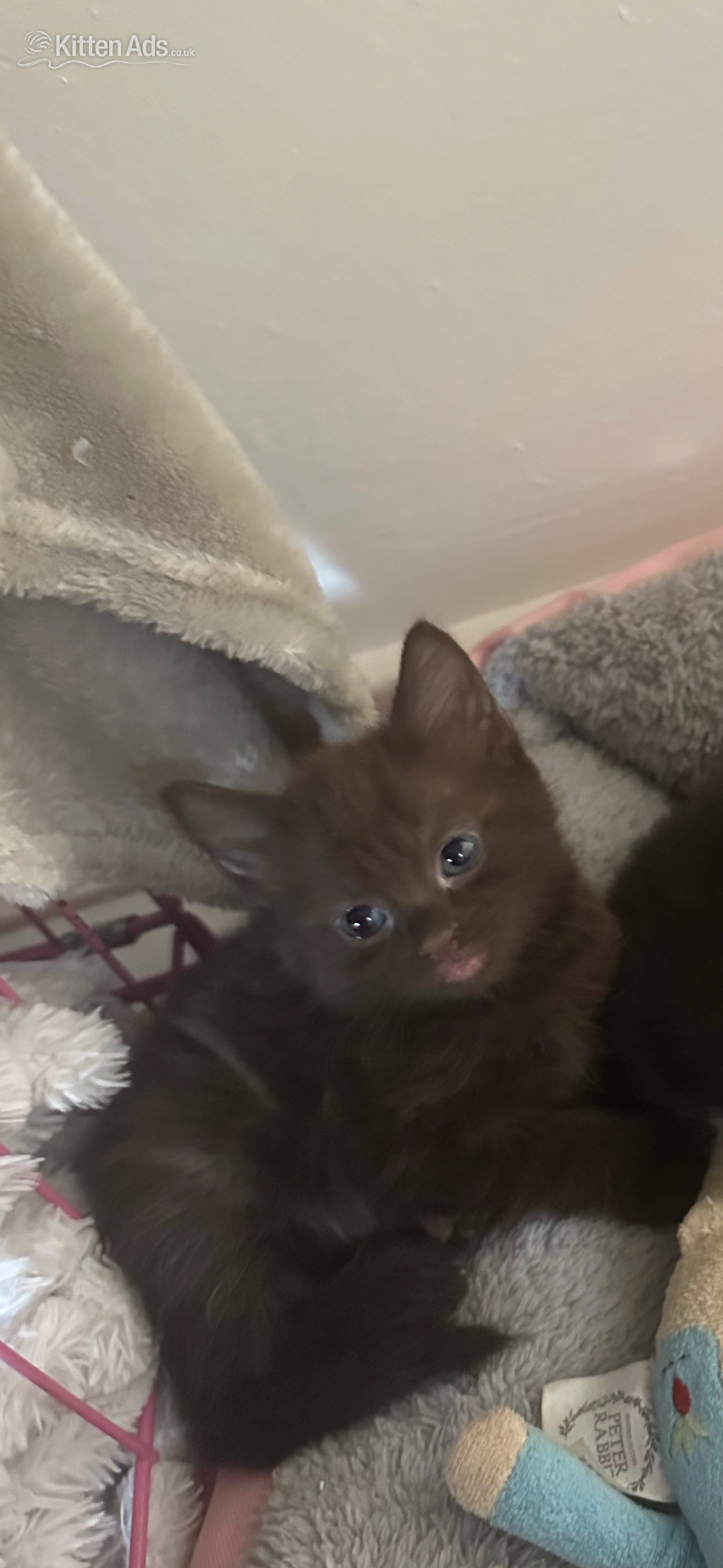 Maine Coon - Rare stunning chocolate kittens 