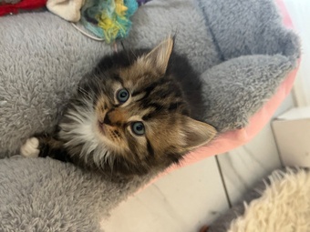 Very fluffy Maincoon cross British blue kitten
