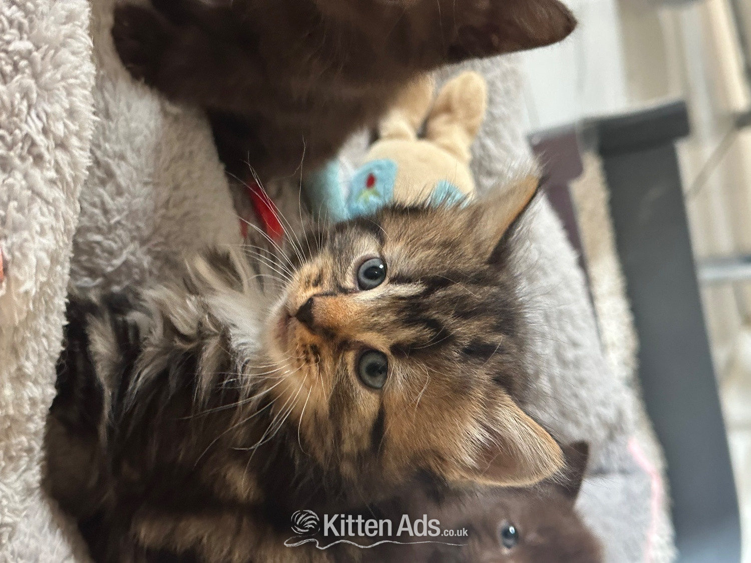 Maine Coon Cats and Kittens