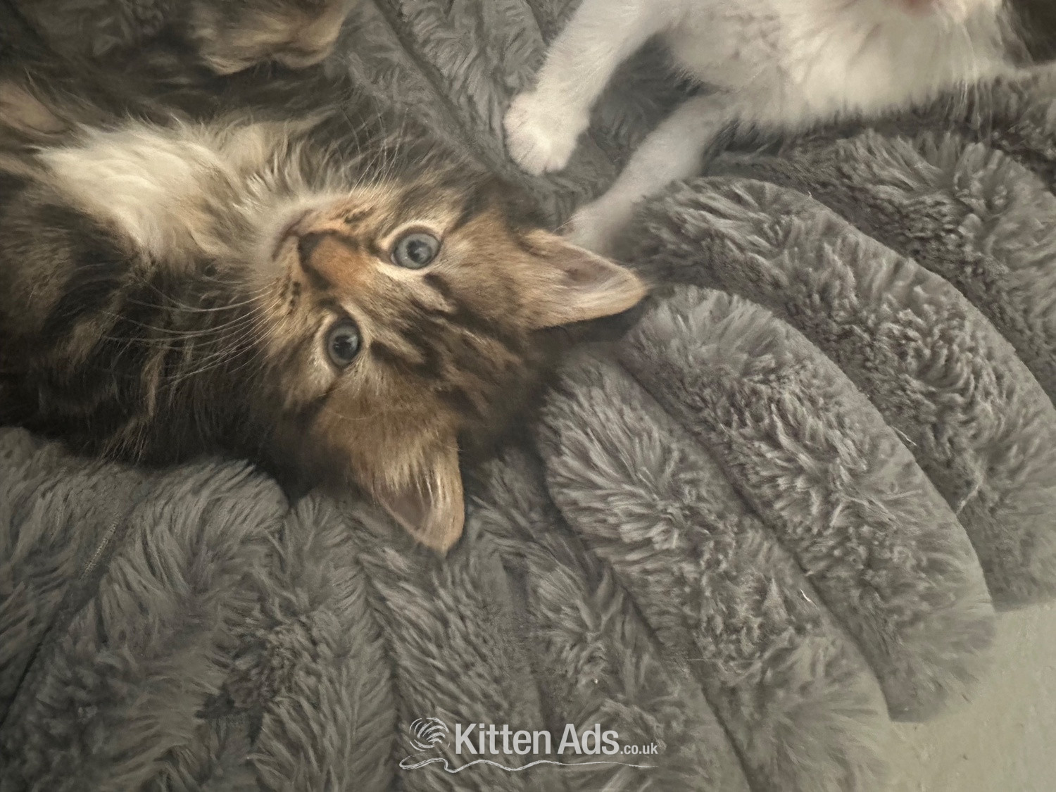Maine Coon - Very fluffy Maincoon cross British blue kitten
