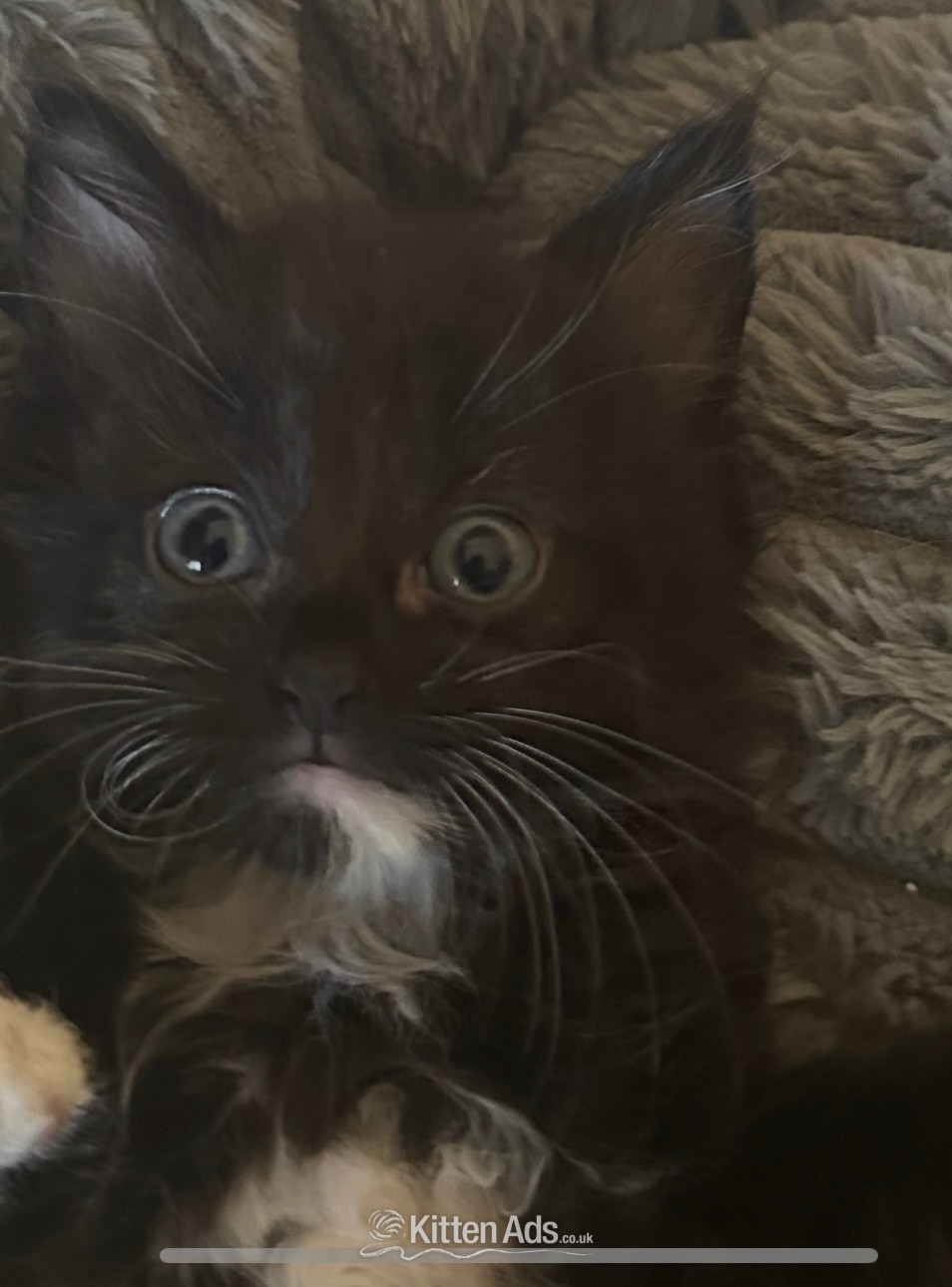 Very fluffy Maincoon cross British blue kitten - Maine Coon