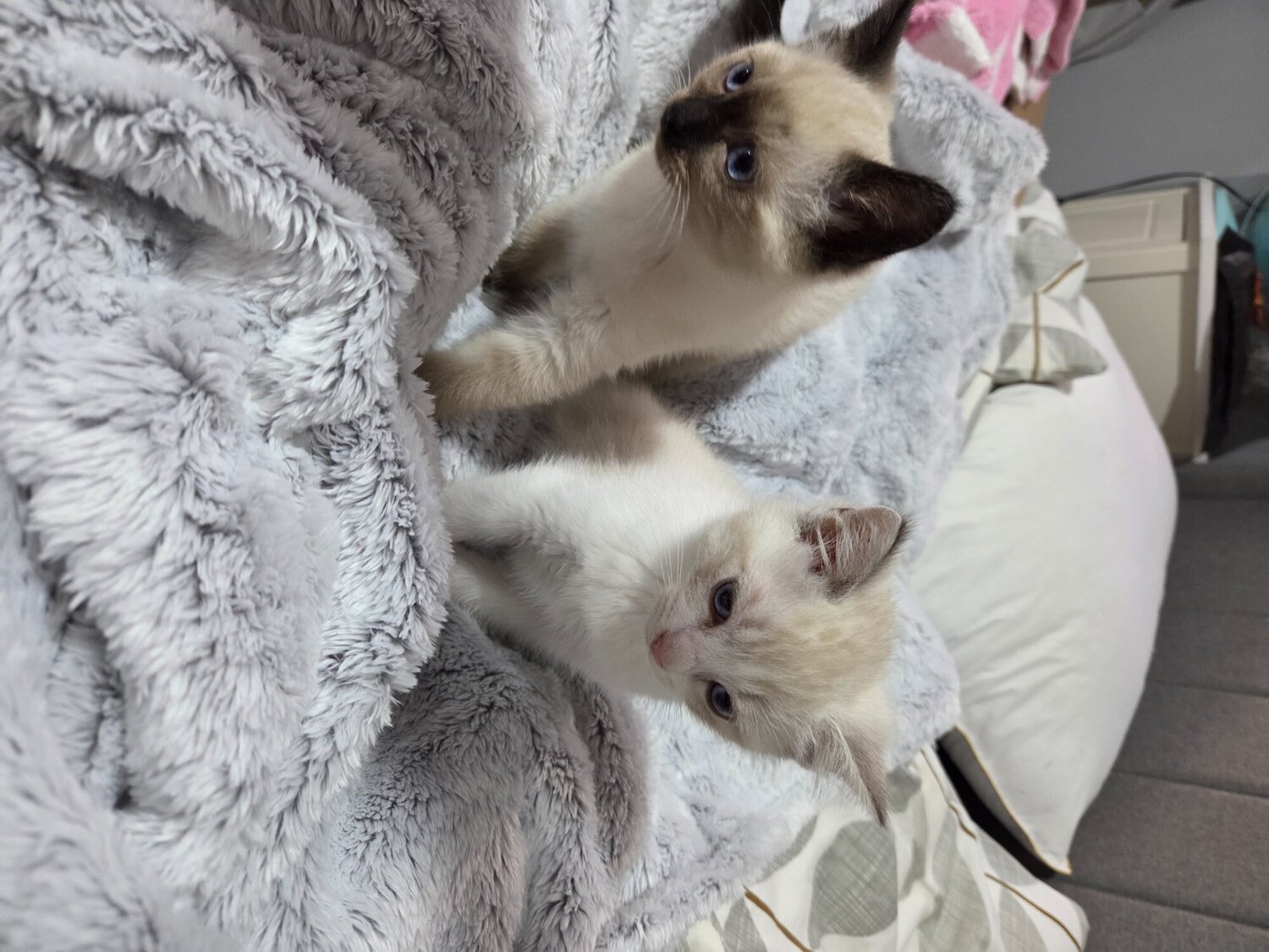  Cats and Kittens