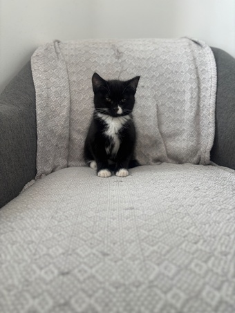  5 month old kitten free 