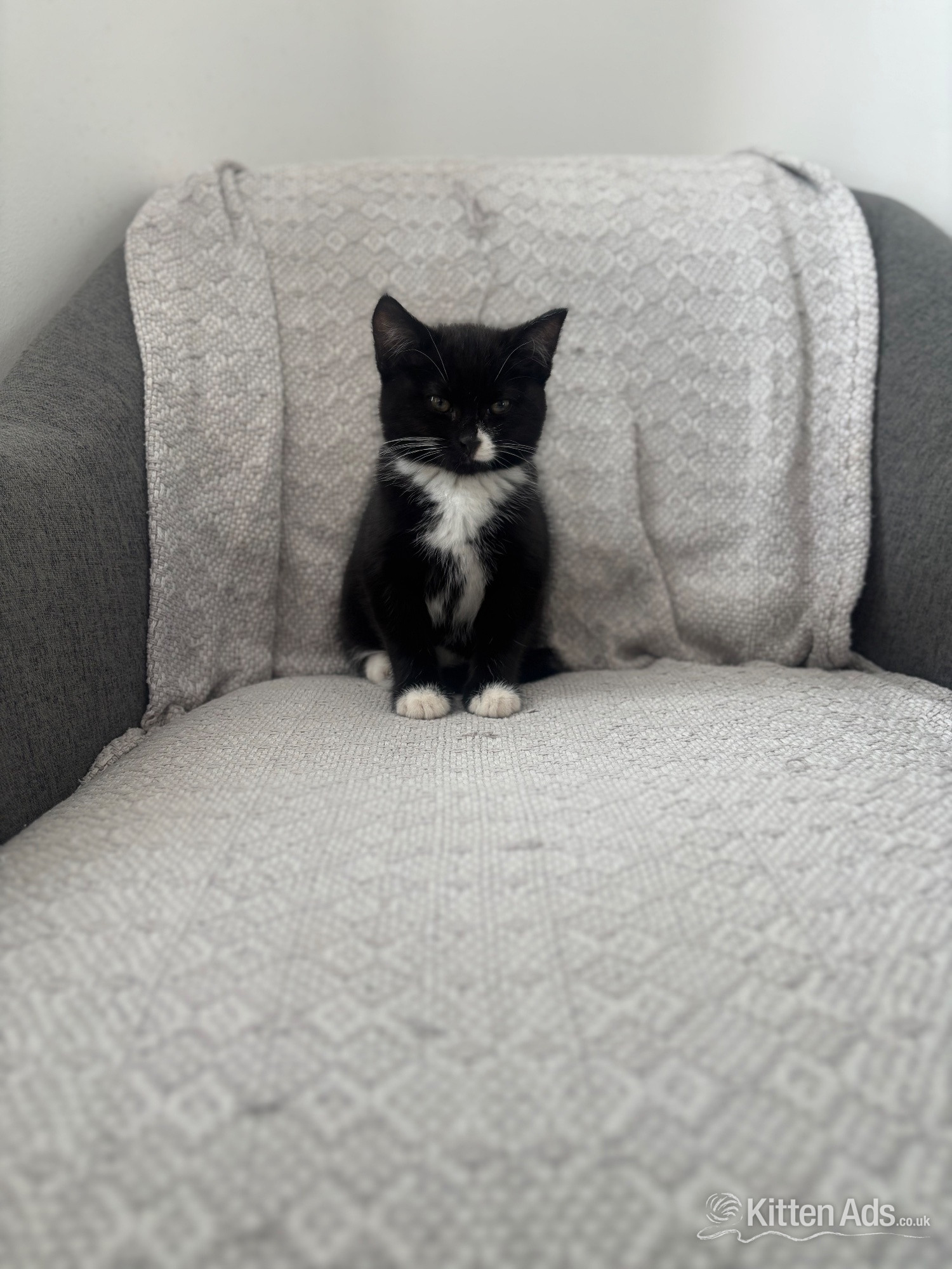  5 month old kitten free  in {LOCATION}