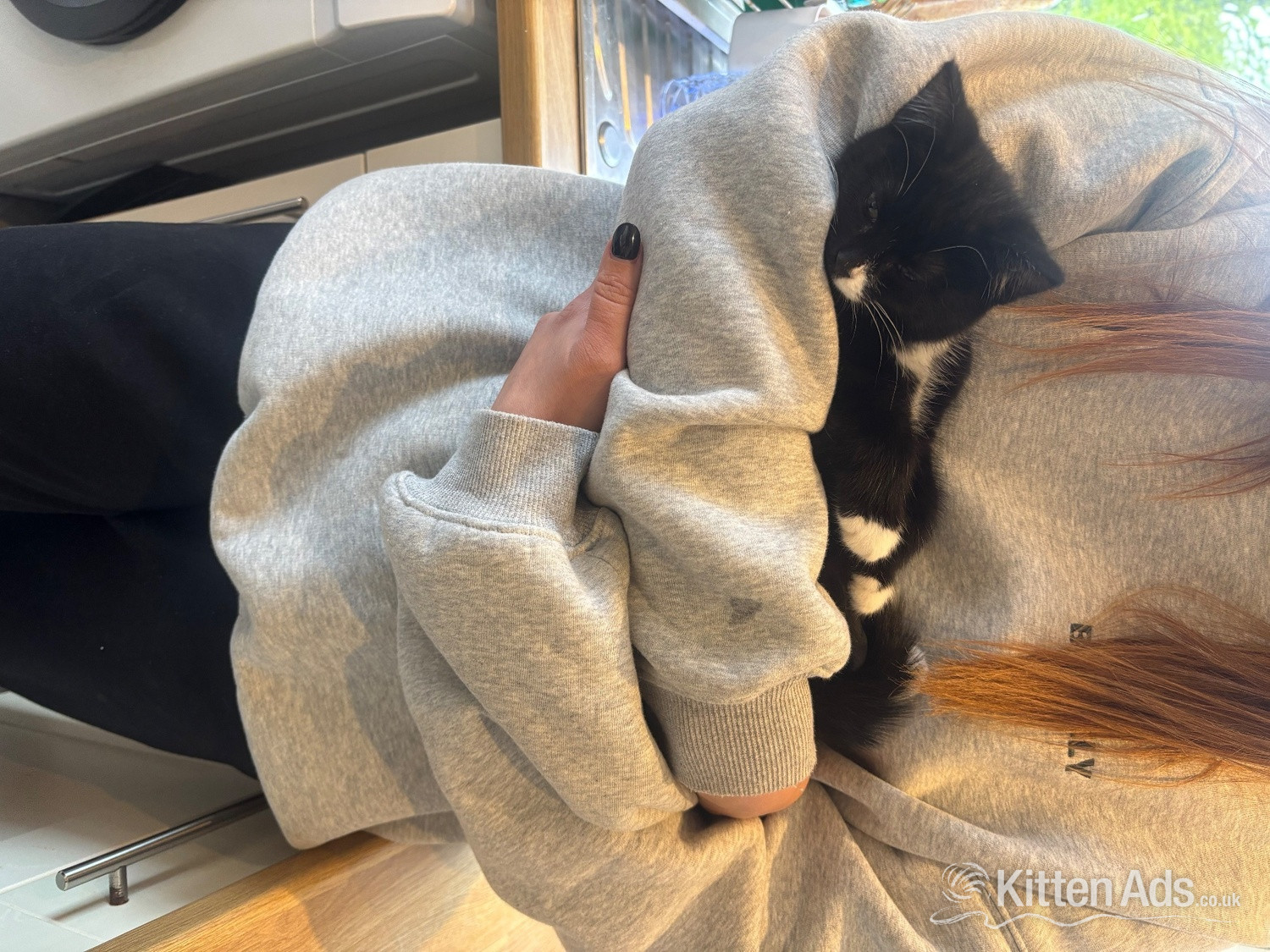 British Shorthair -  5 month old kitten free 