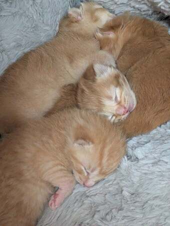 Kittens for sale 