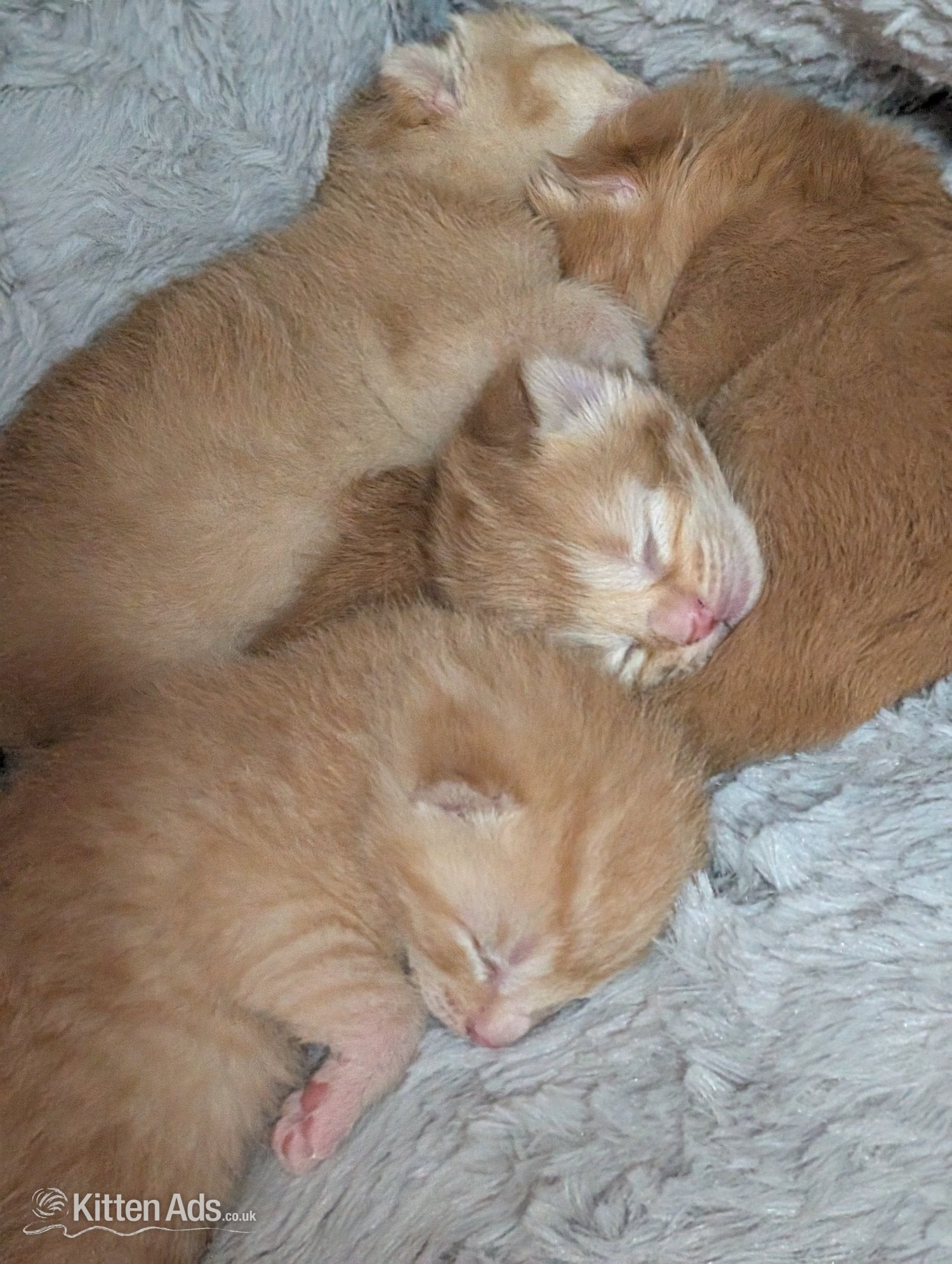 Kittens for sale  in {LOCATION}