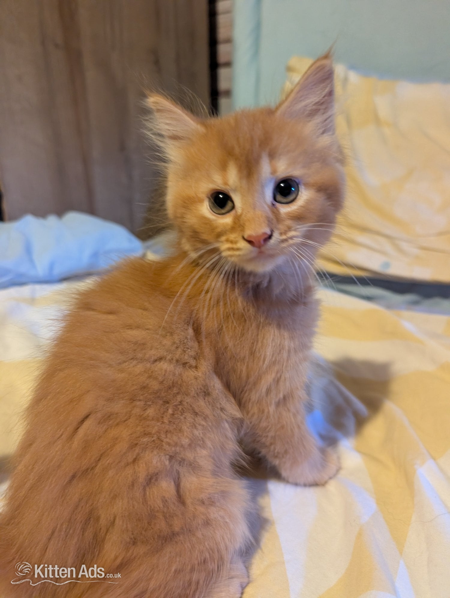 British Shorthair Cats and Kittens