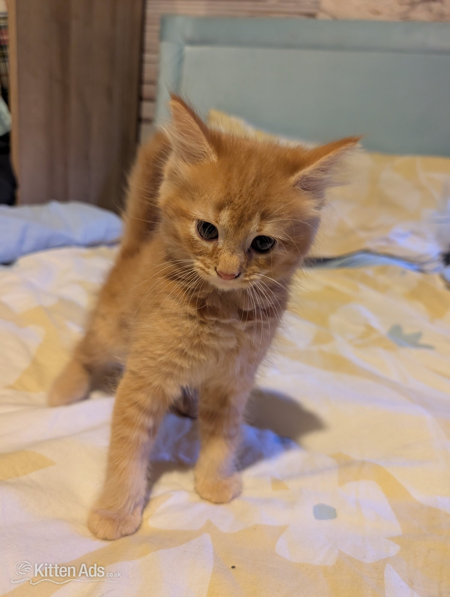 British Shorthair - Kittens for sale 