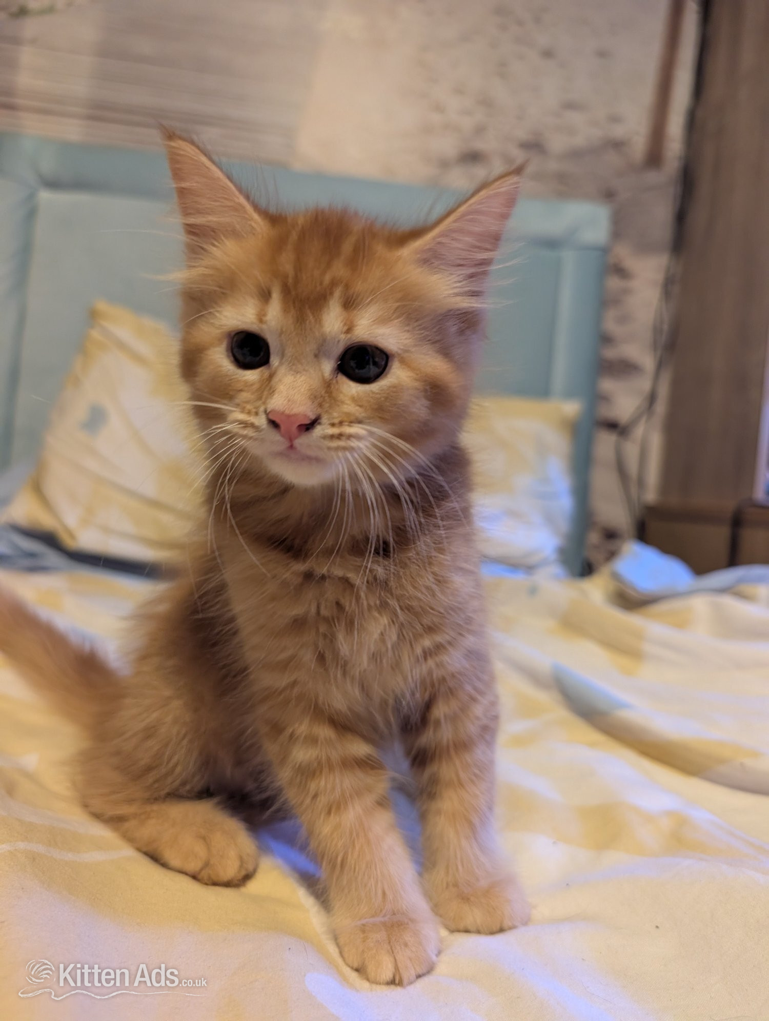 Kittens for sale  - British Shorthair