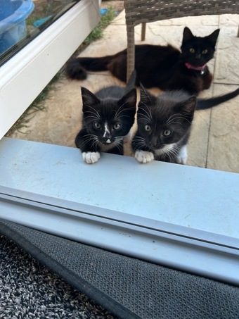 Maine coon x kittens 