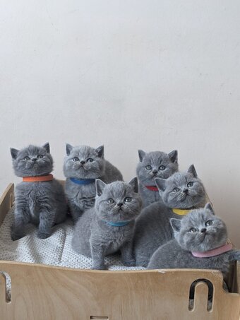 Amazing British shorthair Blue kittens 
