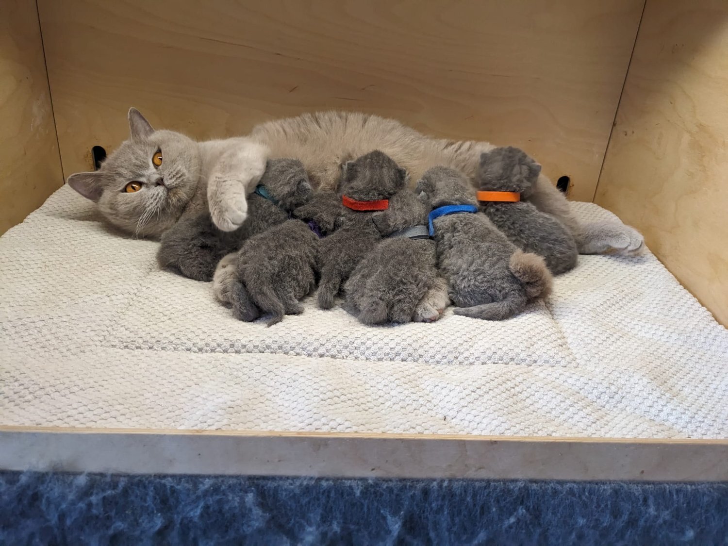 - Amazing British shorthair Blue kittens 