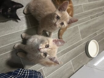 2 Cream colored and 1 black kitten for sale