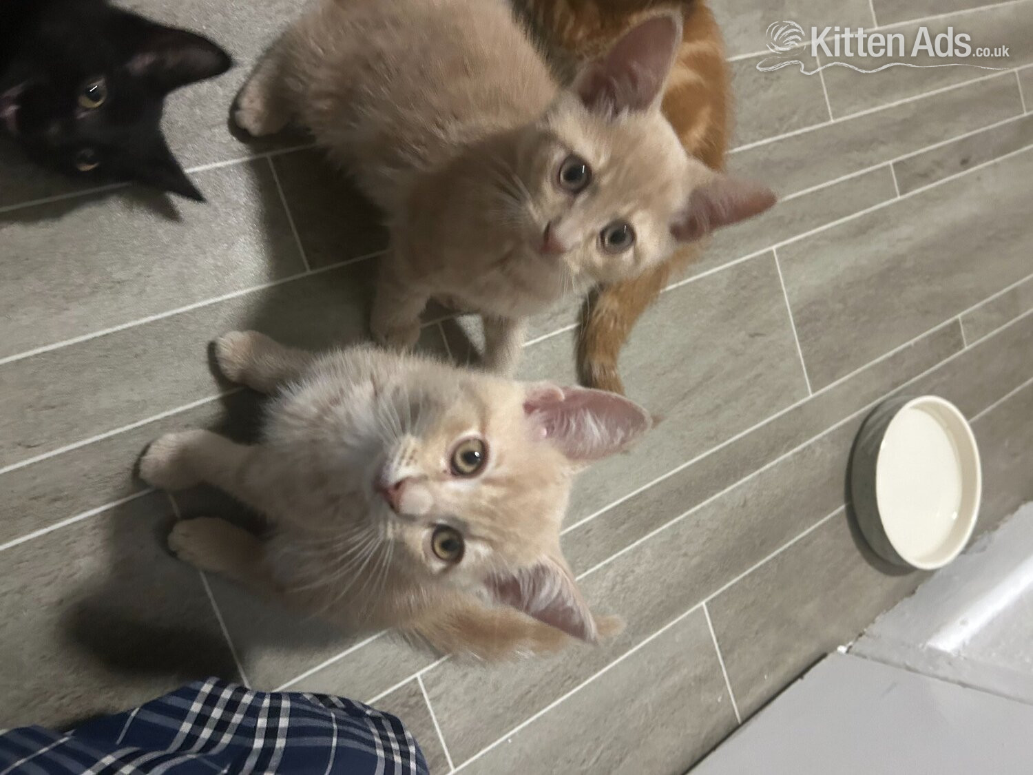 2 Cream colored and 1 black kitten for sale in {LOCATION}