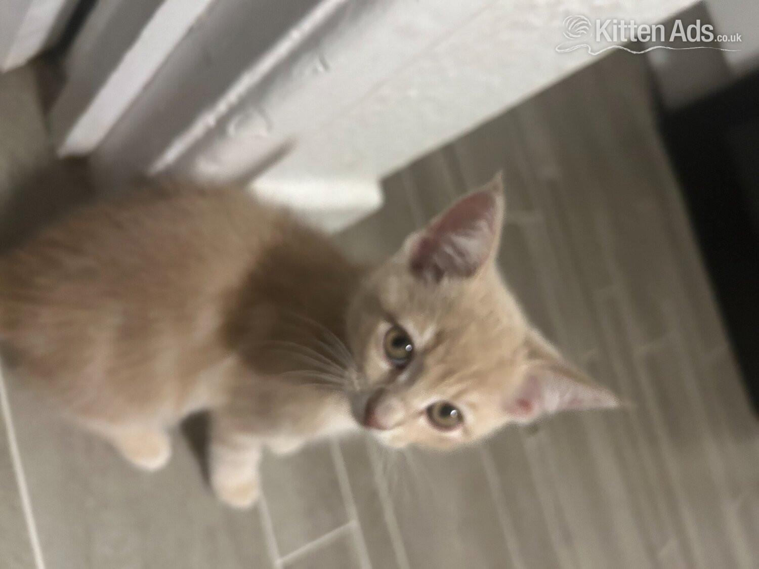  Cats and Kittens