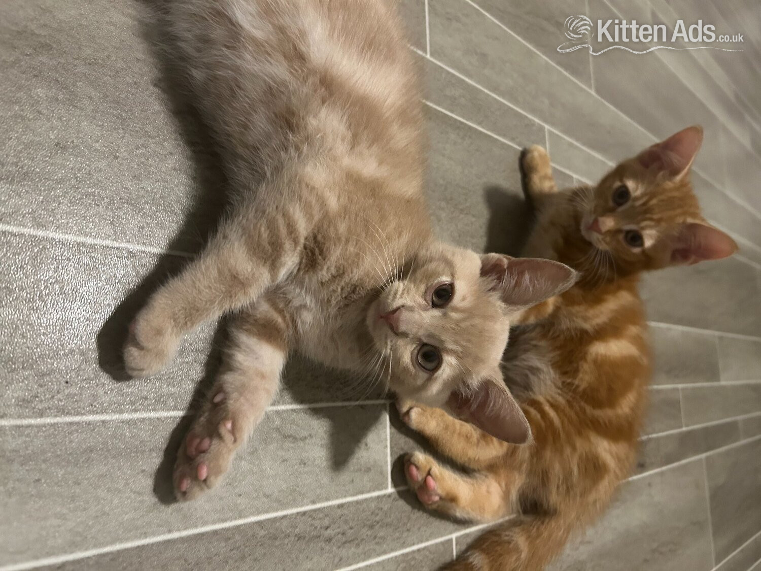  - 2 Cream colored and 1 black kitten for sale