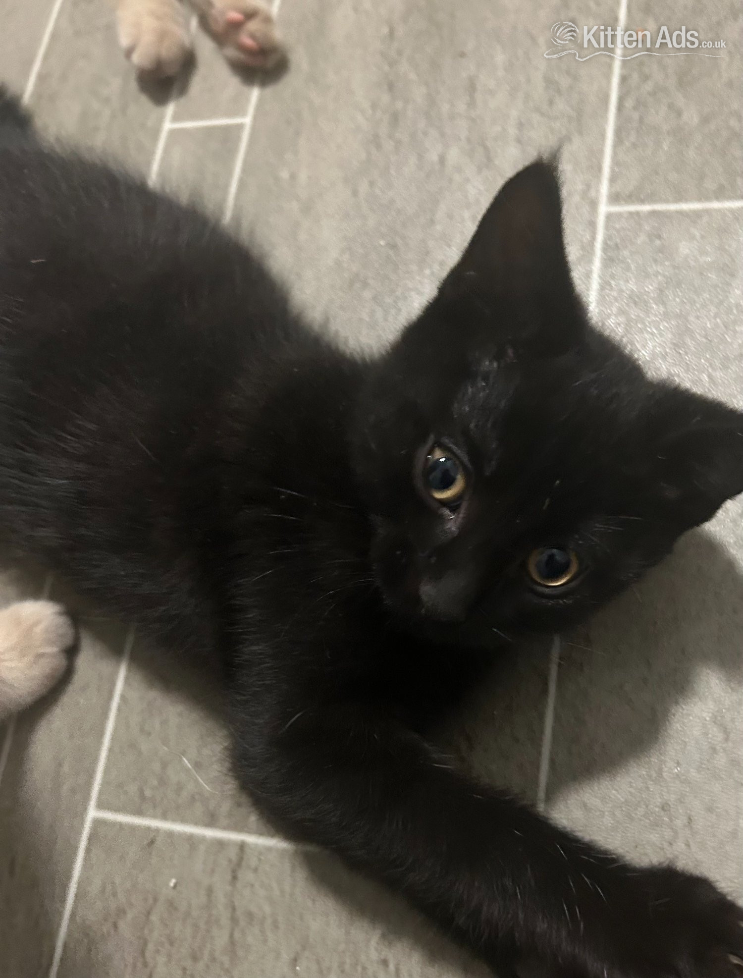 2 Cream colored and 1 black kitten for sale - 