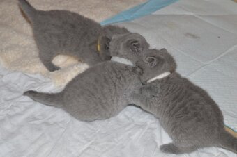 2 Top Quality 10 Weeks 0ld GCCF registered Bristish Short Hair Kittens