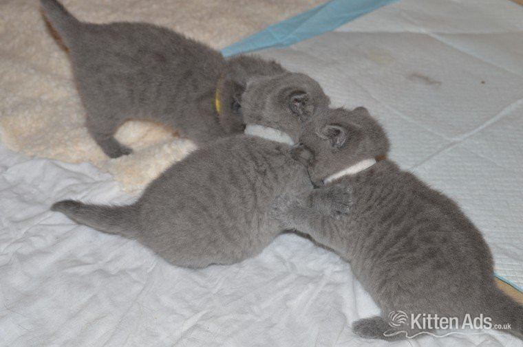 2 Top Quality 10 Weeks 0ld GCCF registered Bristish Short Hair Kittens in {LOCATION}