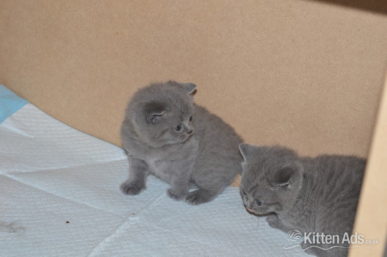 British Shorthair