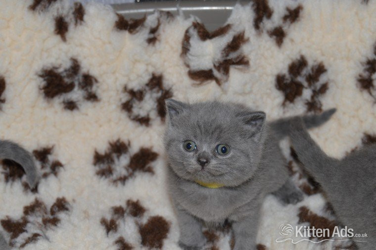 British Shorthair Cats and Kittens