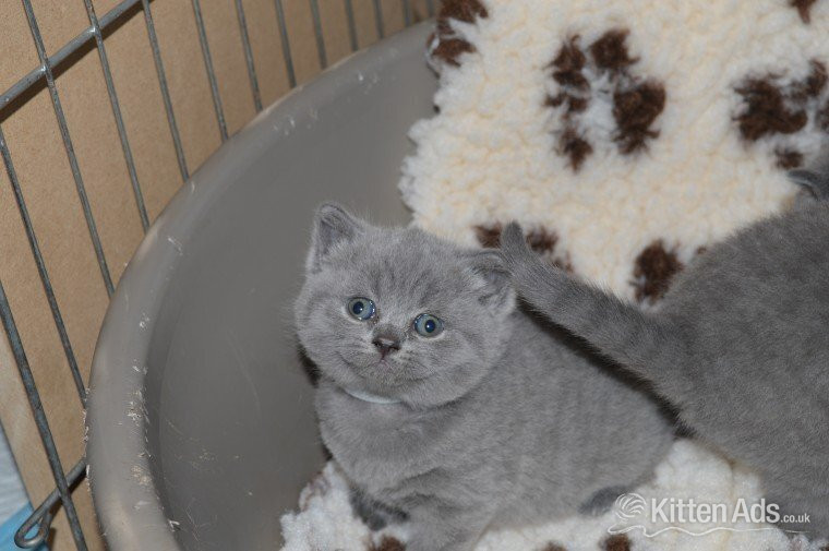 2 Top Quality 10 Weeks 0ld GCCF registered Bristish Short Hair Kittens - British Shorthair