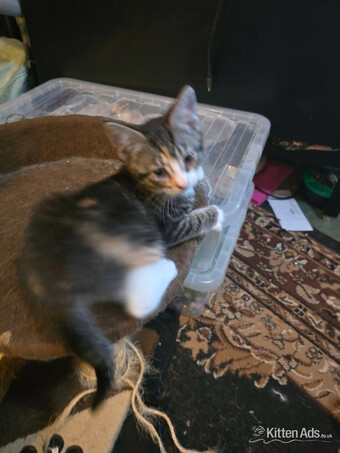 Maine coon cross kittens Ready Now