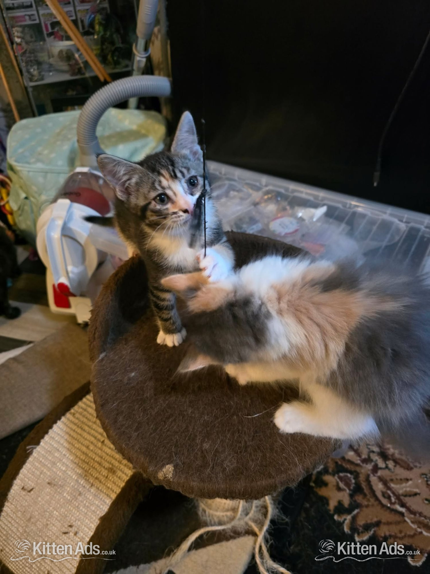  Cats and Kittens
