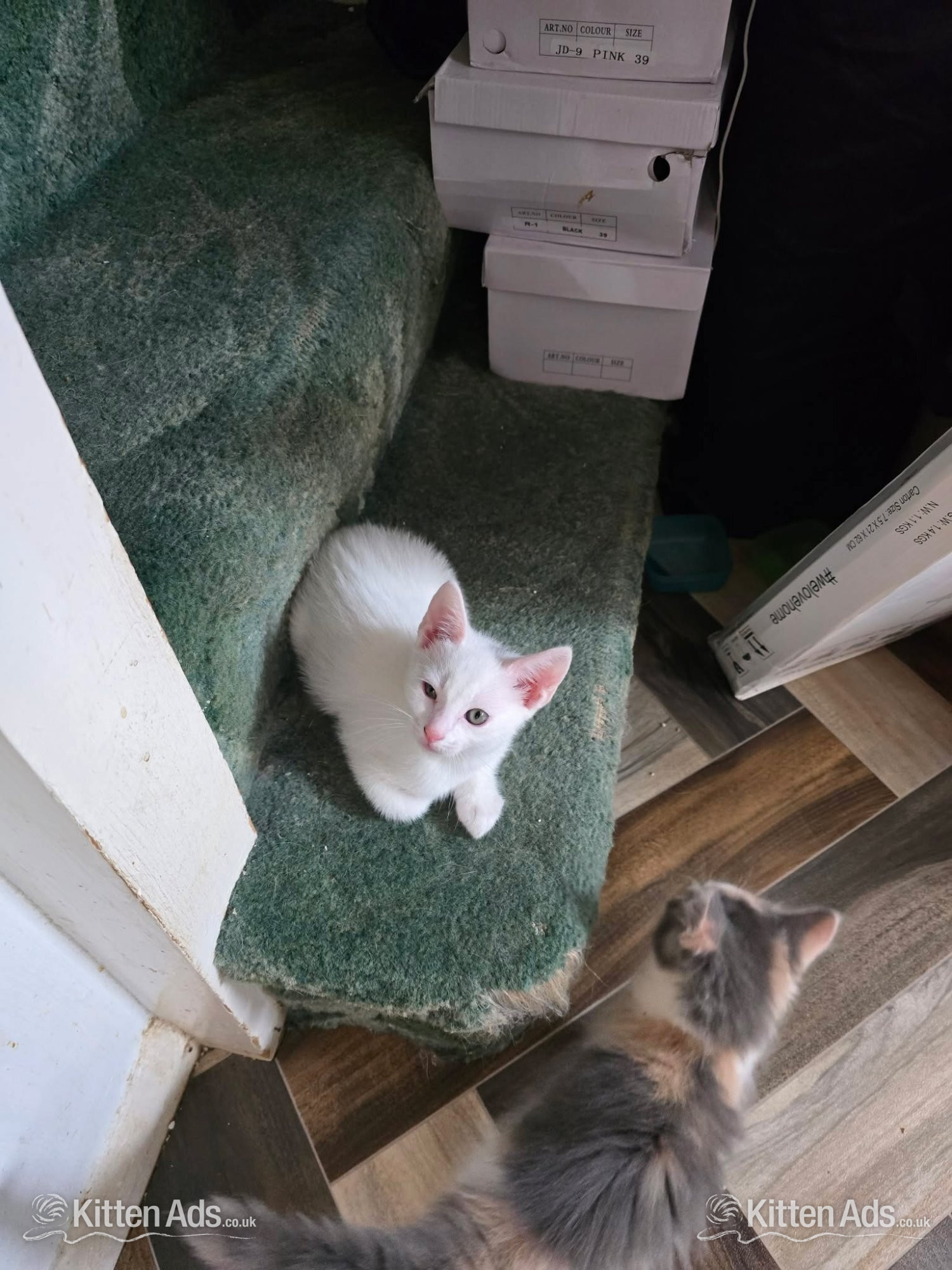  - Maine coon cross kittens Ready Now