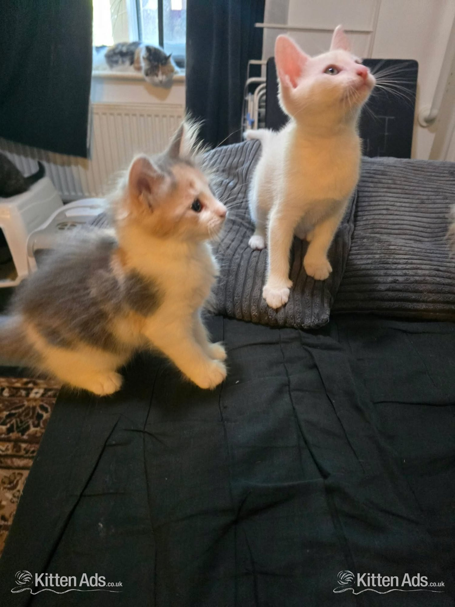 Maine coon cross kittens Ready Now - 