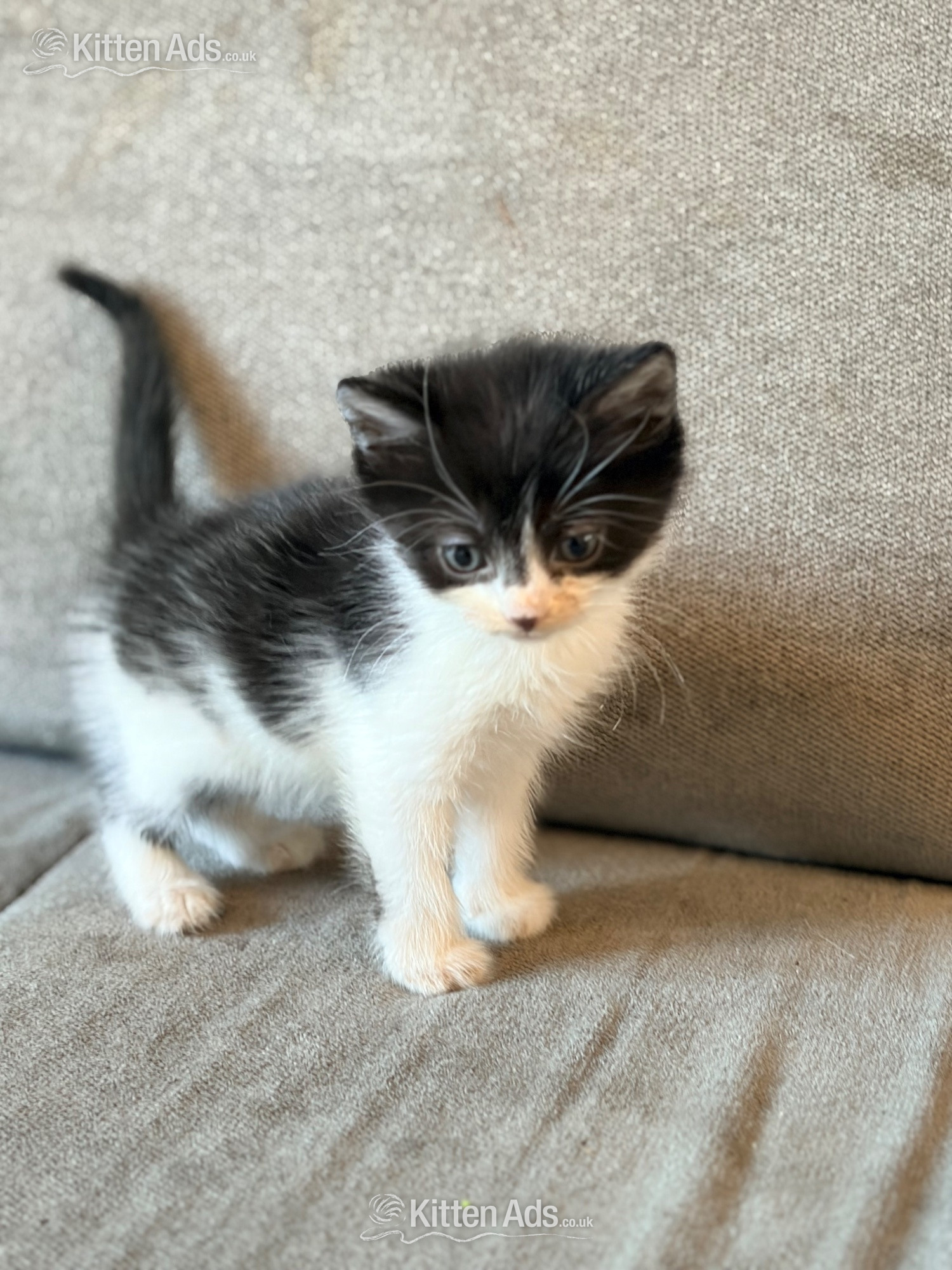 3 Beautiful Male Kittens ? Ready 16th July! in {LOCATION}