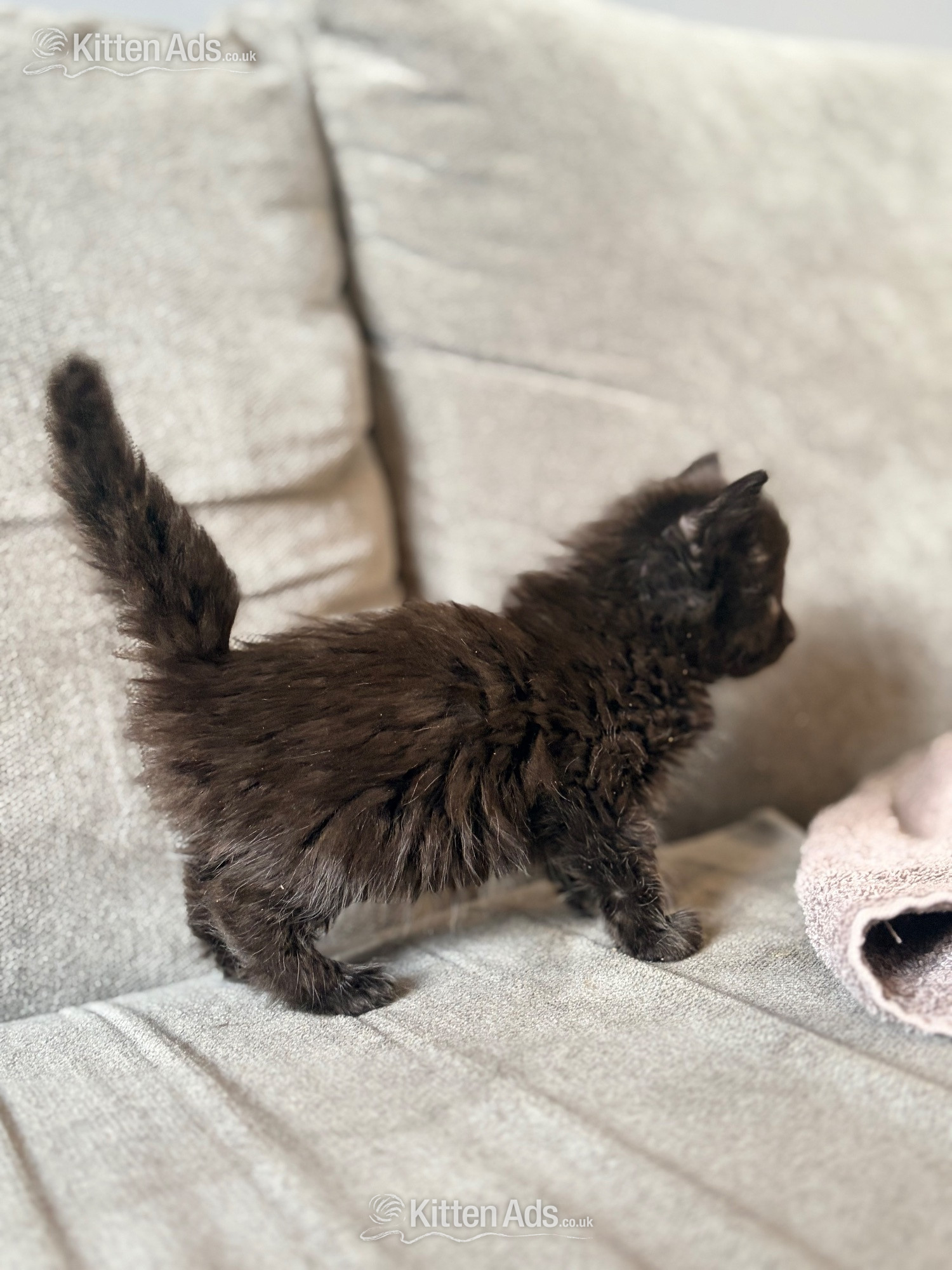  Cats and Kittens