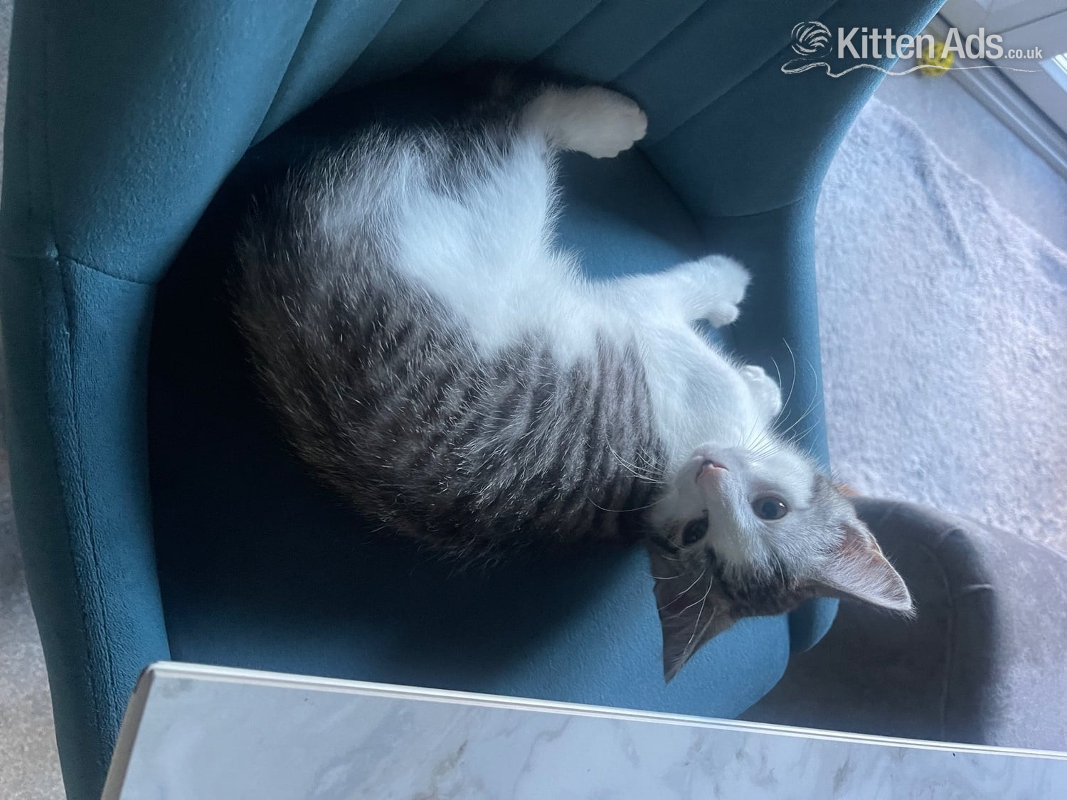 Bengal X Main Coon kittens in {LOCATION}