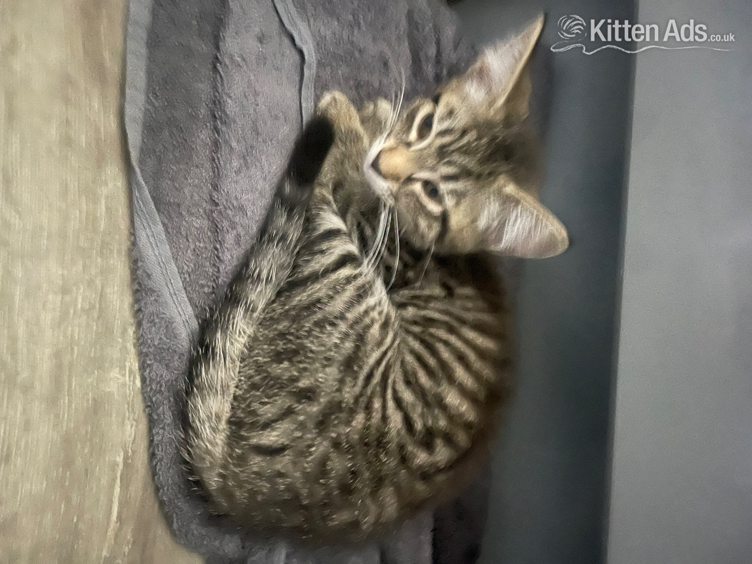 Bengal