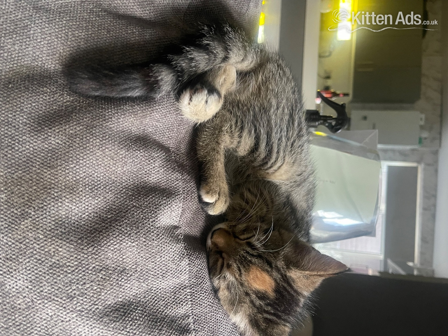 Bengal Cats and Kittens