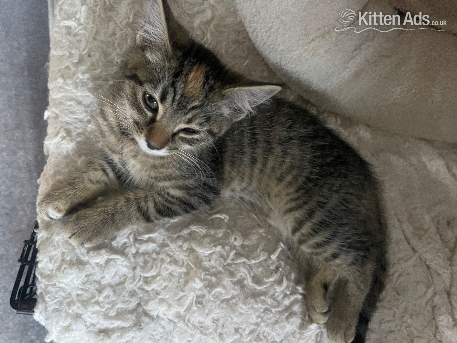 Bengal - Bengal X Main Coon kittens