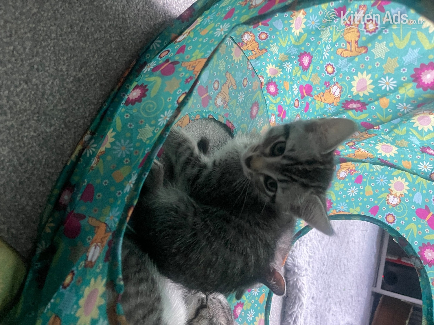 Bengal X Main Coon kittens - Bengal
