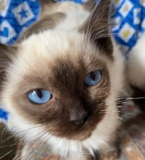 Birman Seal Point and Blue Point kittens for sale in {LOCATION}