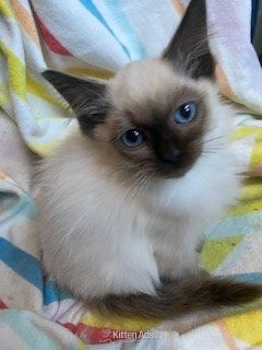 Birman