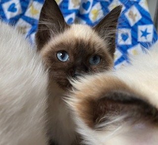Birman Cats and Kittens