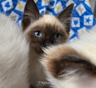 Birman Cats and Kittens