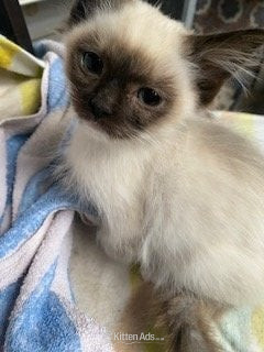 Birman - Birman Seal Point and Blue Point kittens for sale