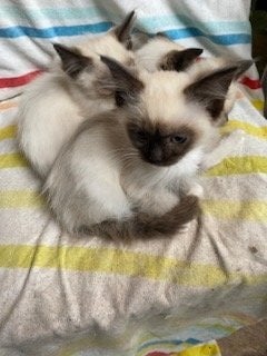 Birman Seal Point and Blue Point kittens for sale - Birman