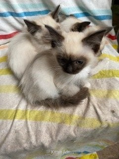 Birman Seal Point and Blue Point kittens for sale - Birman