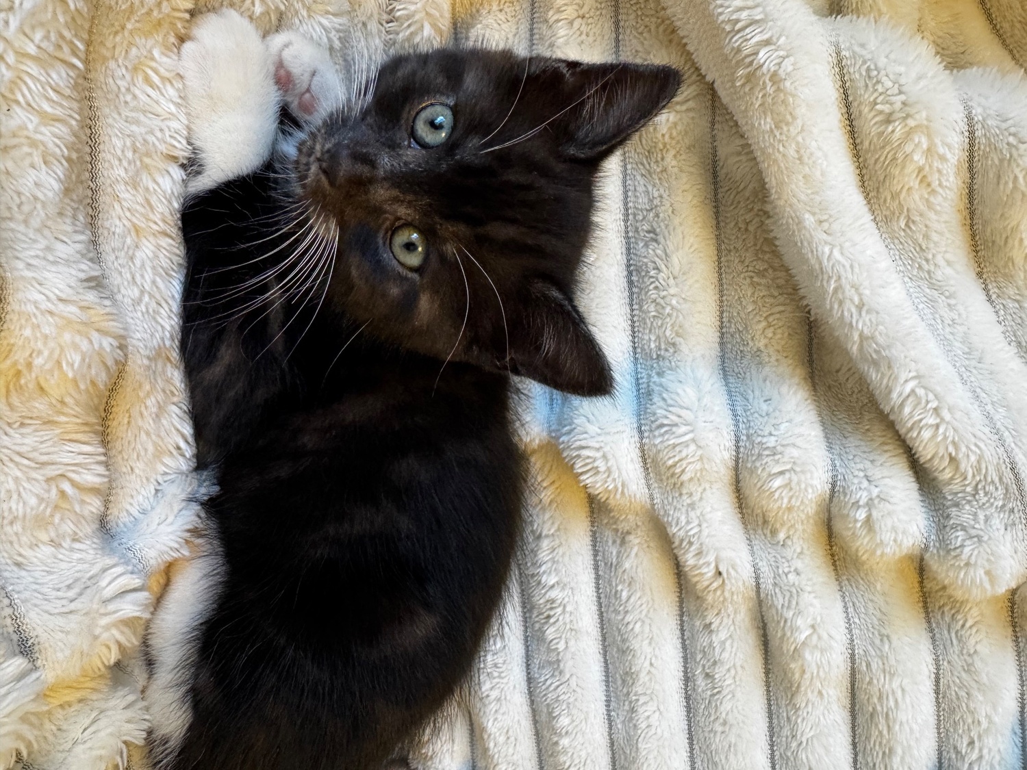  Cats and Kittens
