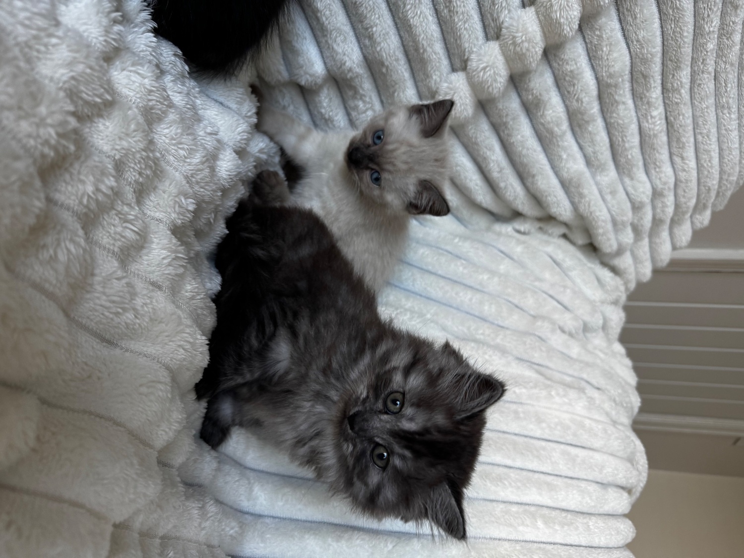 Mixed kittens from loving family home  - 